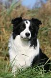BORDER COLLIE 1362